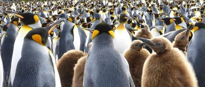 Investigadores de Chile revelan origen de los pingüinos en aguas templadas, fuera de la Antártica Investigadores de Chile revelan origen de los pingüinos en aguas templadas, fuera de la Antártica