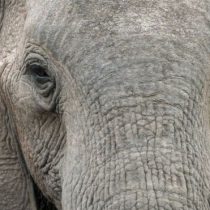 El estudio que revela cómo los elefantes machos y viejos juegan un rol crucial en la supervivencia de la especie