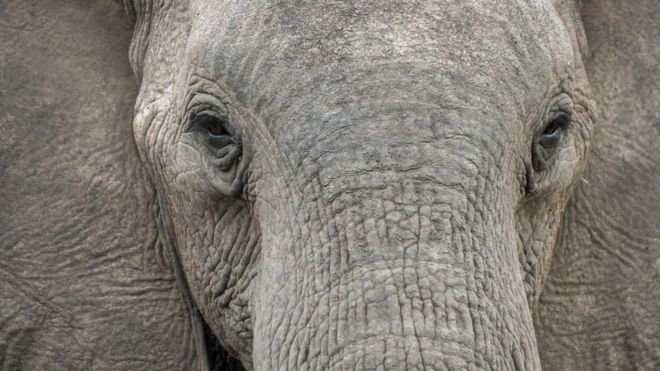 El estudio que revela cómo los elefantes machos y viejos juegan un rol crucial en la supervivencia de la especie El estudio que revela cómo los elefantes machos y viejos juegan un rol crucial en la supervivencia de la especie