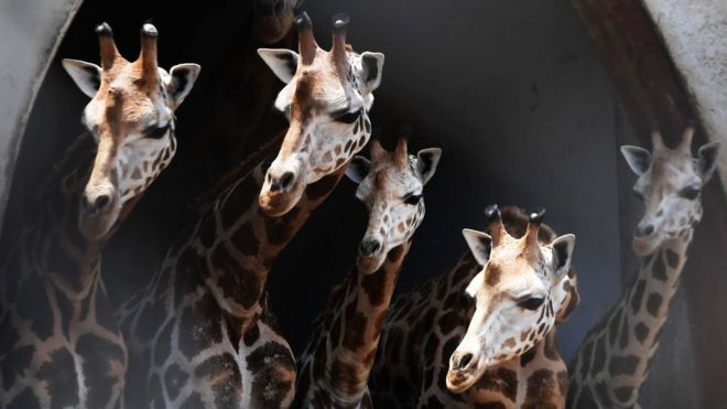 La sorprendente manera en la que los animales entienden los números (y qué ventajas les da para su supervivencia) La sorprendente manera en la que los animales entienden los números (y qué ventajas les da para su supervivencia)