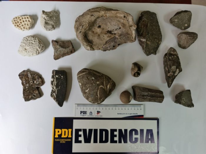 Restos de la Guerra del Pacífico y otras piezas patrimoniales que eran vendidas informalmente son recuperadas por la PDI Restos de la Guerra del Pacífico y otras piezas patrimoniales que eran vendidas informalmente son recuperadas por la PDI