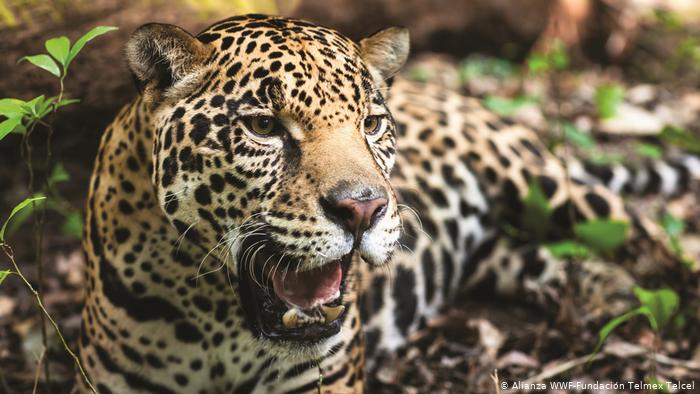 Inversiones chinas y el aumento del tráfico de jaguares en América Latina Inversiones chinas y el aumento del tráfico de jaguares en América Latina