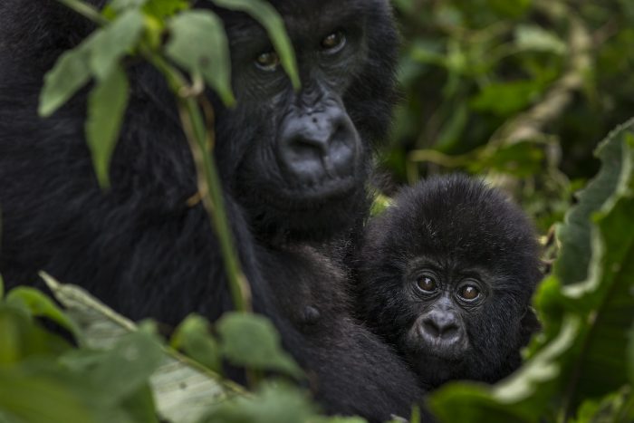 Informe alerta sobre pronunciado declive de biodiversidad en América Latina Informe alerta sobre pronunciado declive de biodiversidad en América Latina