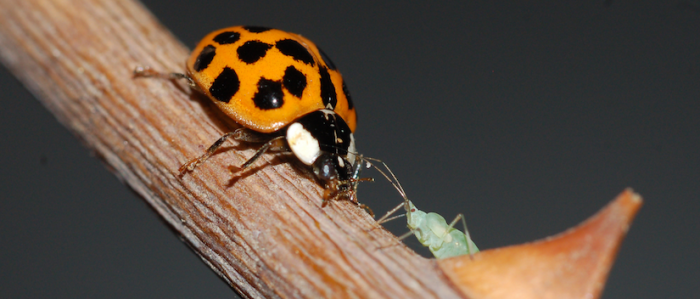 Científicos chilenos van en busca de la Chinita Arlequín para evitar daños al ecosistema Científicos chilenos van en busca de la Chinita Arlequín para evitar daños al ecosistema