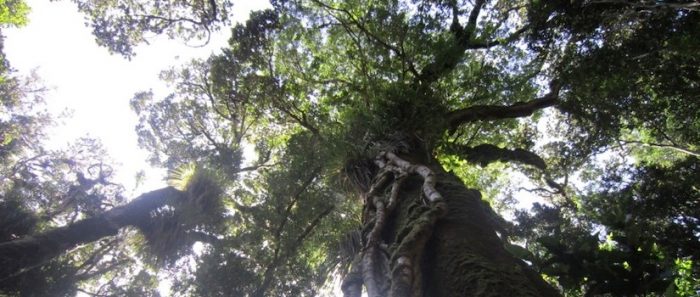 Grupo interdisciplinario de investigadores determinó que bosques antiguos sureños almacenan más agua que cualquier otro ecosistema vegetal Grupo interdisciplinario de investigadores determinó que bosques antiguos sureños almacenan más agua que cualquier otro ecosistema vegetal