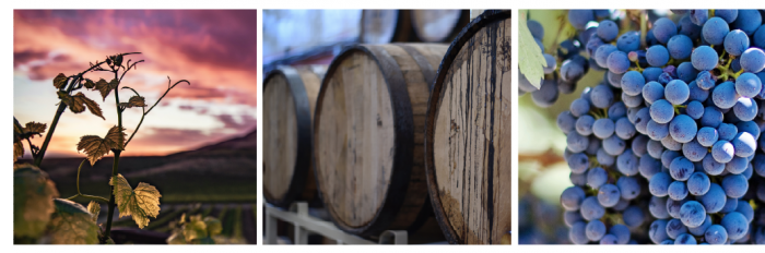 Elaboran guía de “Los 100 mejores vinos para septiembre” Elaboran guía de