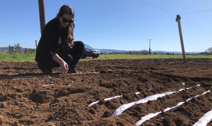 Estudian termotolerancia del trigo para mejorar los cultivos en un contexto de aumento de temperatura a consecuencia del cambio climático Estudian termotolerancia del trigo para mejorar los cultivos en un contexto de aumento de temperatura a consecuencia del cambio climático
