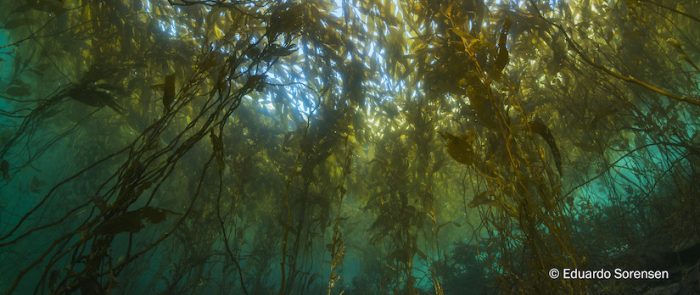 Bosques submarinos de la Patagonia presentan adaptaciones únicas al cambio climático Bosques submarinos de la Patagonia presentan adaptaciones únicas al cambio climático