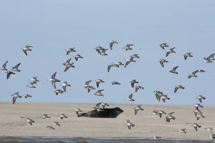 Día Mundial de las Aves Playeras: la importancia de su conservación Día Mundial de las Aves Playeras: la importancia de su conservación