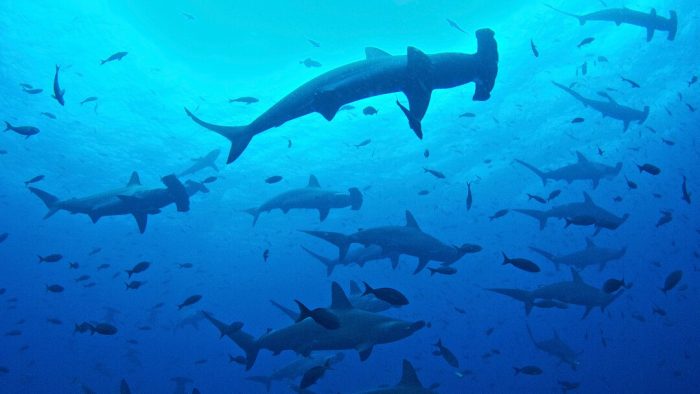 América Latina y gobernanza de los mares: la apremiante necesidad de cooperación regional América Latina y gobernanza de los mares: la apremiante necesidad de cooperación regional