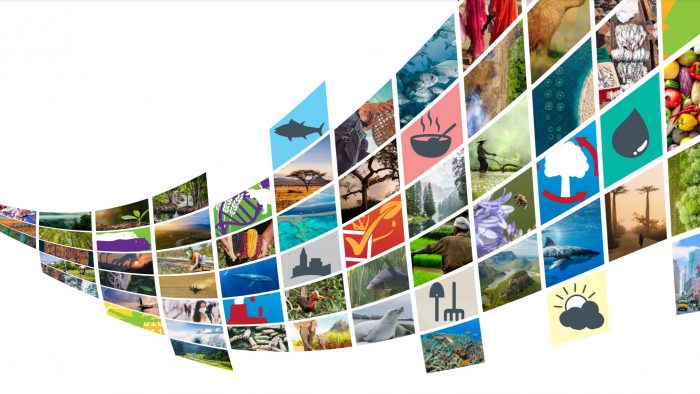 Greenpeace por informe de la 5th Global Biodiversity Outlook: “Chile es un claro ejemplo de las amenazas a la biodiversidad a manos de las industrias extractivas y contaminantes”. Greenpeace por informe de la 5th Global Biodiversity Outlook: “Chile es un claro ejemplo de las amenazas a la biodiversidad a manos de las industrias extractivas y contaminantes”.