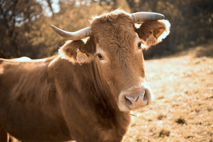 Declaran admisible nueva querella por el delito de maltrato animal en contra del Rodeo Declaran admisible nueva querella por el delito de maltrato animal en contra del Rodeo