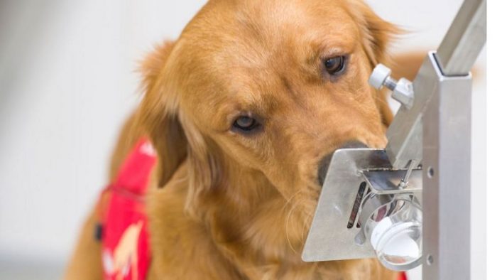Síntomas de covid-19: el mecanismo por el que los perros pueden detectarlos 5 días antes de que empiecen Síntomas de covid-19: el mecanismo por el que los perros pueden detectarlos 5 días antes de que empiecen