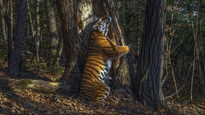 Fotógrafo de Vida Silvestre 2020: el abrazo de un tigre a un árbol y otras imágenes ganadoras Fotógrafo de Vida Silvestre 2020: el abrazo de un tigre a un árbol y otras imágenes ganadoras