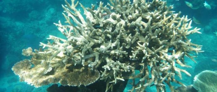 La Gran Barrera de Coral ha perdido la mitad de sus corales desde 1995 La Gran Barrera de Coral ha perdido la mitad de sus corales desde 1995