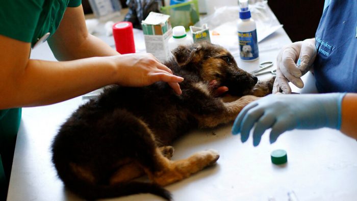 La medicina veterinaria no se detiene La medicina veterinaria no se detiene