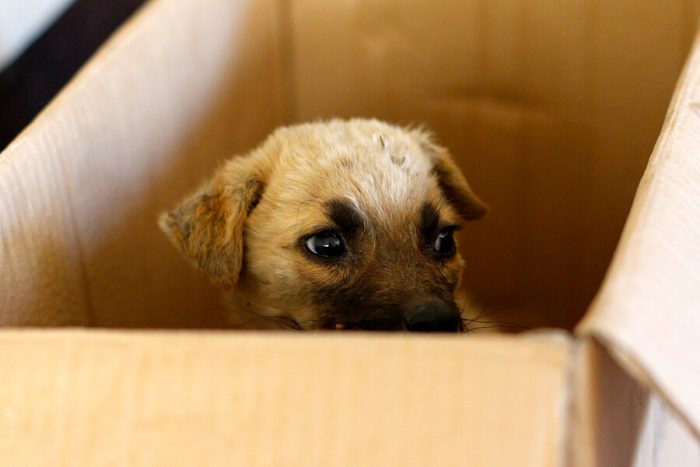 Cerca de 200 mil personas ya firmaron para que los animales sean incluidos en la Nueva Constitución Cerca de 200 mil personas ya firmaron para que los animales sean incluidos en la Nueva Constitución