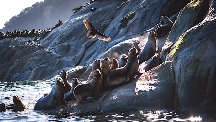 Investigan relevancia del lobo marino sudamericano para reducir los impactos de escapes de salmones en la Patagonia Investigan relevancia del lobo marino sudamericano para reducir los impactos de escapes de salmones en la Patagonia