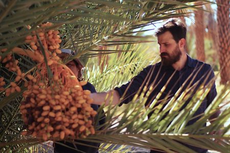 Ingresan Al Pais Mas De Mil Palmeras Para Producir Datiles Made In Chile El Mostrador