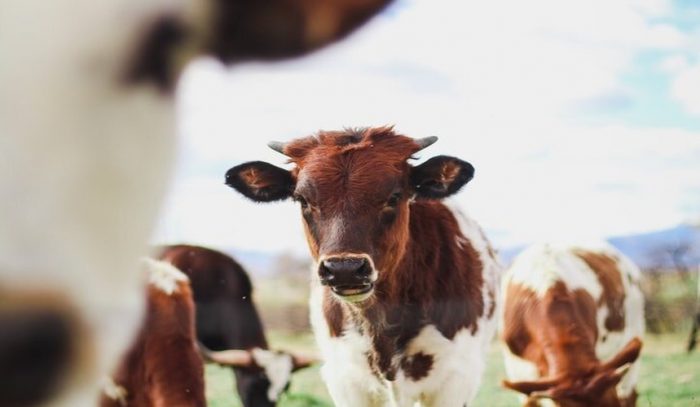 Lanzan nueva plataforma de investigación sobre animales de granja en Chile Lanzan nueva plataforma de investigación sobre animales de granja en Chile