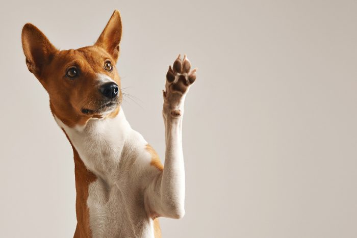 El cuidado de la piel también es para las mascotas El cuidado de la piel también es para las mascotas