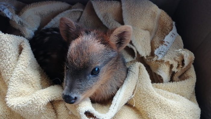 Alertan que fauna silvestre de Chiloé está desprotegida Alertan que fauna silvestre de Chiloé está desprotegida