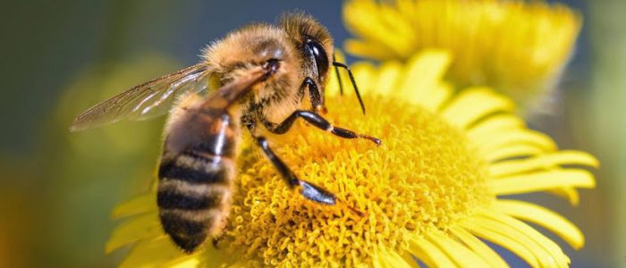 Día mundial de las abejas: agentes indispensables de la biodiversidad Día mundial de las abejas: agentes indispensables de la biodiversidad