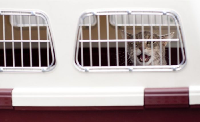 Transporte Pet Friendly: alternativas para viajar con tu mascota Transporte Pet Friendly: alternativas para viajar con tu mascota