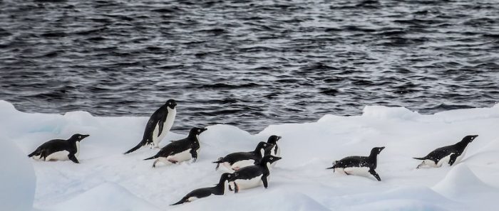 Advierten impacto de captura de kril durante inviernos cálidos en poblaciones de pingüinos antárticos