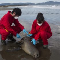 Día Nacional del Medioambiente: los problemas ambientales que visibilizó la pandemia