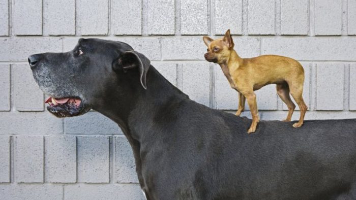 Los perros son nuestro «mejor amigo» y ahora sabemos que también el más antiguo Los perros son nuestro