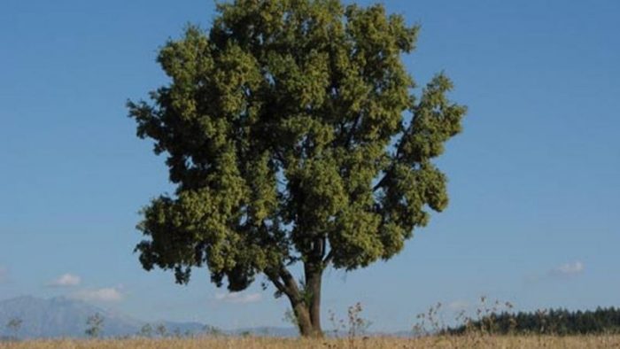 Plantemos quillay Plantemos quillay