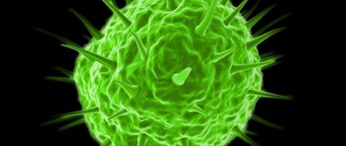 Qué son los pandoravirus y por qué algunos científicos dudan de que en realidad sean virus Qué son los pandoravirus y por qué algunos científicos dudan de que en realidad sean virus