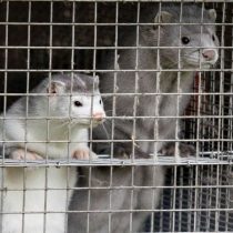 Coronavirus: Dinamarca sacrificará 17 millones de visones por una 