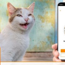 La aplicación que puede traducir los maullidos de tu gato