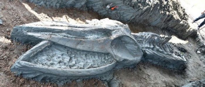 Hallan en Tailandia el esqueleto casi intacto de una ballena de hace al menos 3.000 años Hallan en Tailandia el esqueleto casi intacto de una ballena de hace al menos 3.000 años