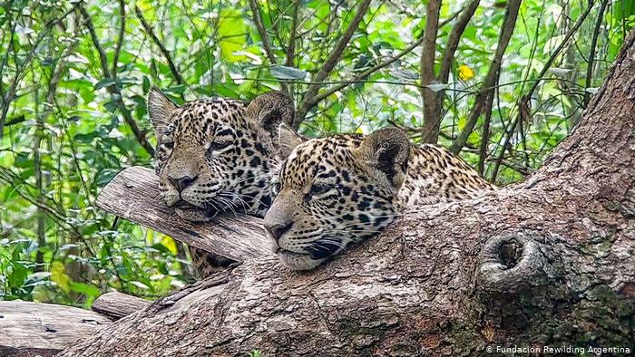 América Latina lucha contra la extinción del jaguar