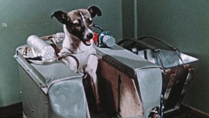 La increíble odisea de Laika, la perrita «pionera» enviada a morir al espacio La increíble odisea de Laika, la perrita