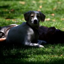 ¿Quién debe hacerse responsable por la muerte de perro en el Parque Quinta Normal?