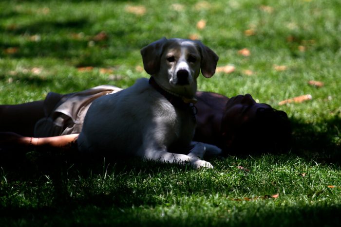 ¿Quién debe hacerse responsable por la muerte de perro en el Parque Quinta Normal? ¿Quién debe hacerse responsable por la muerte de perro en el Parque Quinta Normal?