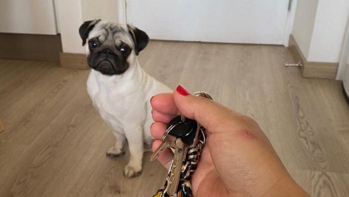 Cómo volver al trabajo presencial sin que tu mascota sufra Cómo volver al trabajo presencial sin que tu mascota sufra