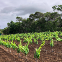 Vino en Rapa Nui: a un año de la primera plantación de cepas de vino en la isla
