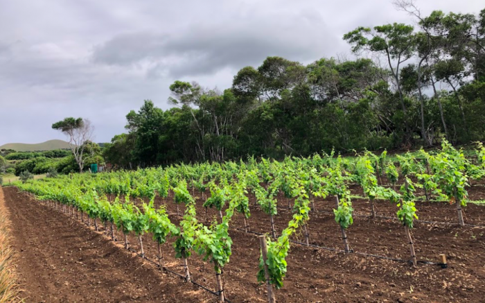 Vino en Rapa Nui: a un año de la primera plantación de cepas de vino en la isla Vino en Rapa Nui: a un año de la primera plantación de cepas de vino en la isla
