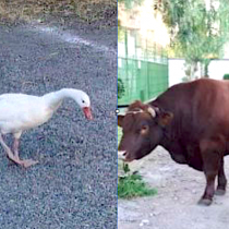 Por qué los animales se están “tomando” la ciudad