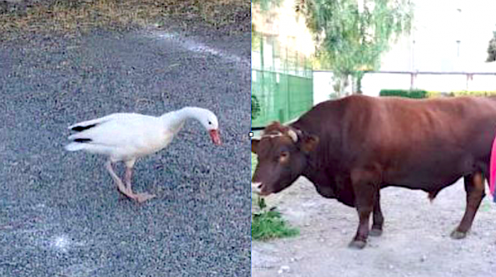 Por qué los animales se están “tomando” la ciudad Por qué los animales se están “tomando” la ciudad