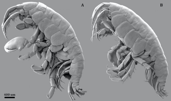 Descubren una nueva especie de anfípodo –crustáceo- en Chiloé Descubren una nueva especie de anfípodo –crustáceo- en Chiloé