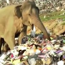 Elefantes van en busca de comida a basural de Sri Lanka poniendo en riesgo sus vidas tras consumo accidental de plásticos