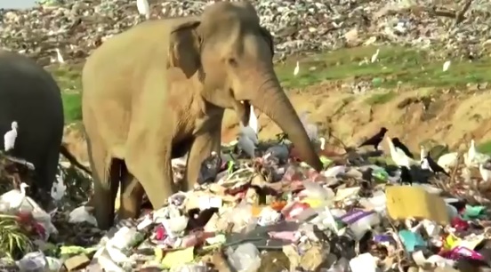 Elefantes van en busca de comida a basural de Sri Lanka poniendo en riesgo sus vidas tras consumo accidental de plásticos