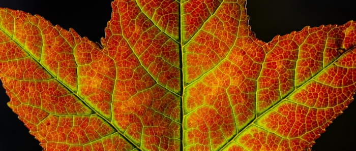 Pigmentos y fotones: la ciencia detrás de los colores otoñales del bosque Pigmentos y fotones: la ciencia detrás de los colores otoñales del bosque