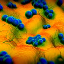 Superbacterias: un peligro real, presente y futuro